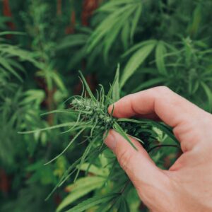 産業用大麻の花を検査する農学者