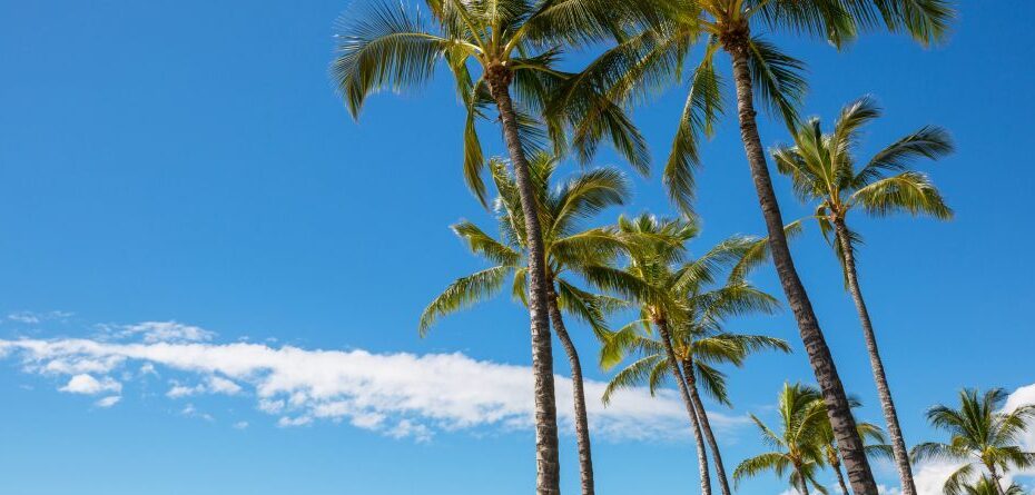 ハワイのヤシの木