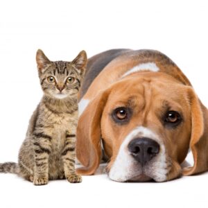ペット：小型猫と犬