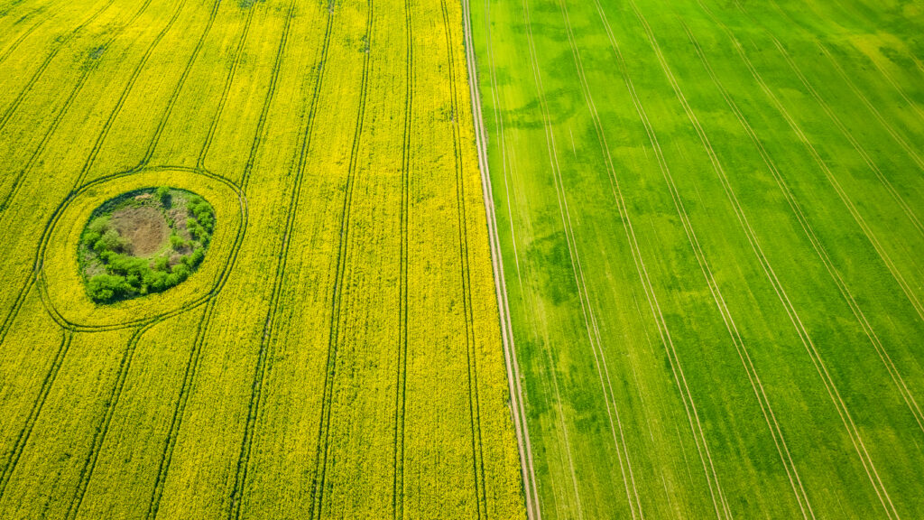 Yellow and green rape fields, aerial view